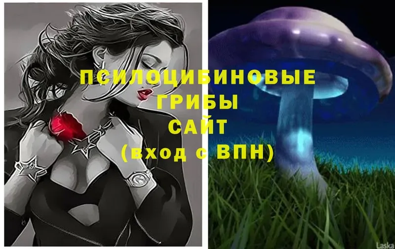 Псилоцибиновые грибы MAGIC MUSHROOMS  сколько стоит  Богородицк 